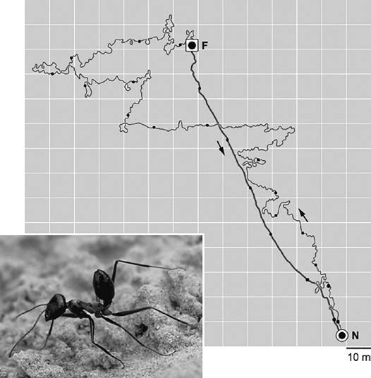 沙漠蚂蚁强箭蚁（Cataglyphis fortis）的一只工蚁，离开蚁巢（N）后，腹部向上抬起并快速奔跑，沿着一条摇摆不定的线路寻找食物（F）。它可以沿直线返回蚁巢（ 来自Rüdiger Wehner， The Desert Navigator， 2020）