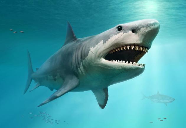 巨齿鲨为什么会灭绝？新研究称可能与过高的体温有关