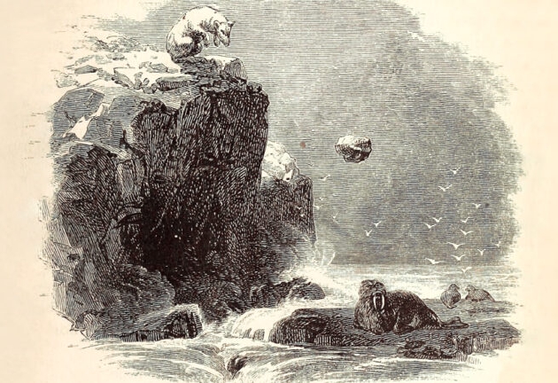 这幅插画出现在探险家查尔斯·弗朗西斯·霍尔出版于1865年的一本书中，画中一只北极熊正用石头作为工具，试图杀死一头海象。有人认为，此前因纽特人对这种行为的报告只不过是虚构的故事，但今年的研究表明并非如此。