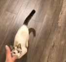 会碰瓷的猫咪gif搞笑图片