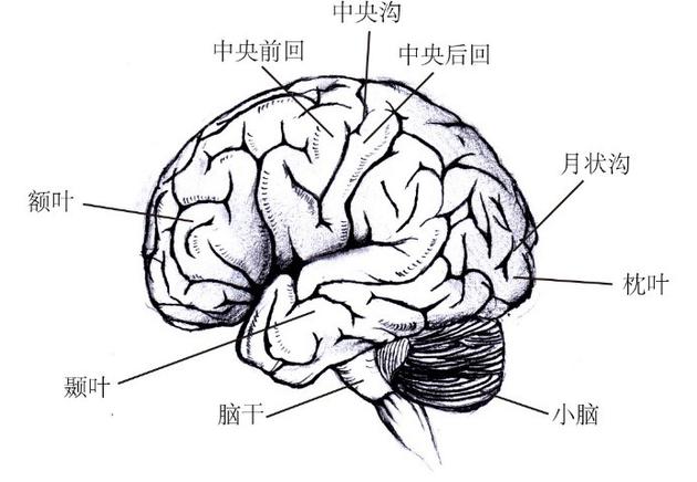 图6人类大脑的解剖结构图。其中月状沟附近是视觉皮层所在的位置。视觉皮层只有同其他多个脑区协同工作，才能够产生人类的正常视觉意识。（苏瑞鑫 绘制）