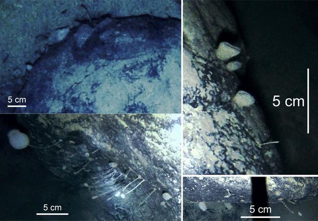 岩石上有一层薄膜，很可能是一层细菌，称为“微生物席”。岩石上还布满了一缕缕细丝，可能是细菌席的组成部分，也可能是一类名为水螅的奇特动物。右上图为海绵