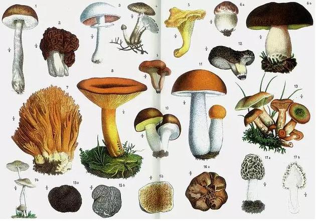一些可以食用的蘑菇