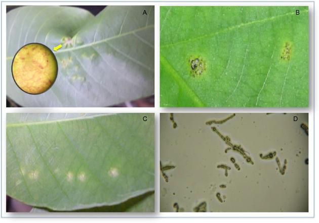 感染了橡胶南美叶疫病（SALB）的橡胶树叶和橡胶南美叶疫病菌（Microcyclus ulei）。图片来源：wikidata