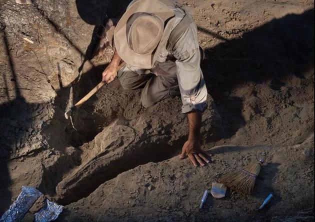在一个半世纪的不懈搜寻中，科学家在KT界线层以下3米深的地层中几乎没有发现恐龙化石