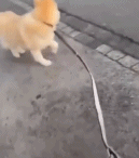 看啥看得这么专注gif搞笑图片