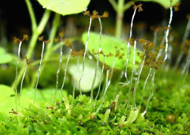 图为巴拿马大都会自然公园中的片叶苔。苔藓植物利用孢子进行繁殖，它们先将孢子释放到空气中，再通过风将孢子散播出去。