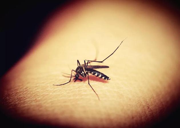 科学家发现蚊子将变得越来越爱叮人