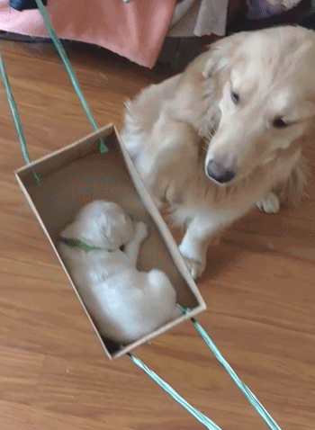 专业的保姆金毛gif搞笑图片