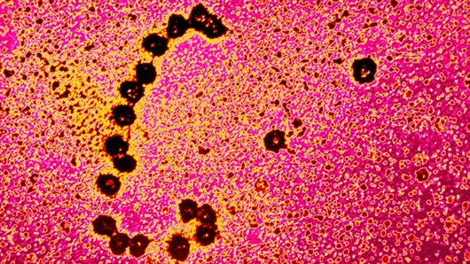 新研究支持RNA-蛋白质是生命世界的起源