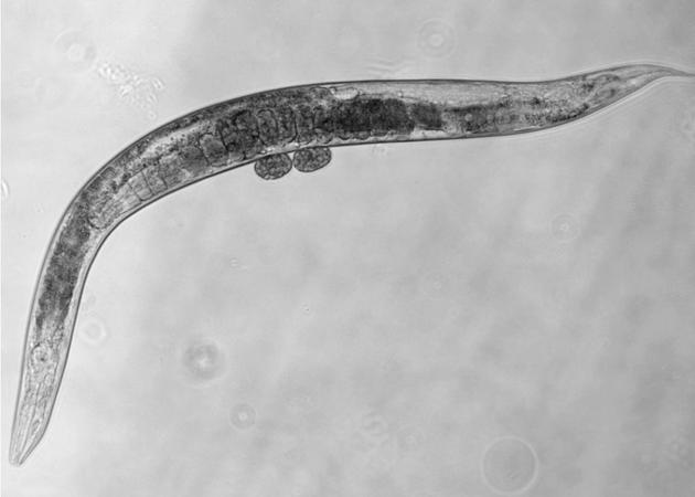 这是一个巨大的“生命质变”：一条普通线虫仅能存活3-4周，但当抑制DAF-2和RSKS-1这两种特殊基因时，它能够存活几个月时间。