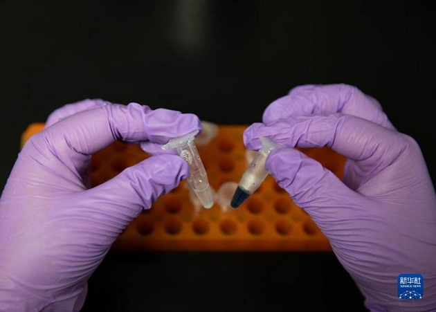 在中国科学院天津工业生物技术研究所实验室，科研人员展示人工合成淀粉样品（9月16日摄）。新华社记者 金立旺 摄