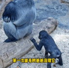 小猩猩的手有多欠gif搞笑图片