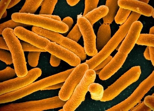 卡查尔建立了6种不同种类的混合大肠杆菌，然后在实验室里培育了2000代，每一个细菌种群都为进化提供了一个潜在的新结果。