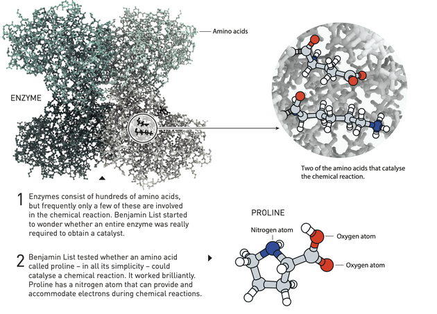 1. 酶由成百上千种氨基酸构成，但其中往往只有少数几个氨基酸会参与化学反应。Benjamin List开始思考，要想起到催化作用，是否真的需要一整个酶才行。2. Benjamin List测试了一种名叫脯氨酸的氨基酸能否催化化学反应，结果非常理想。脯氨酸中含有一个氮原子，可以在化学反应过程中提供和容纳电子。
