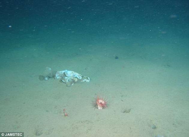 在水深976米处发现的塑料袋，周围便有海洋生物在活动。