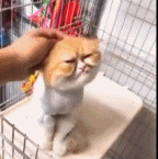 痛苦面具了gif搞笑图片