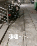 这语音把猫咪整怕了gif搞笑图片