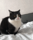 这猫咪是手控的吧gif搞笑图片