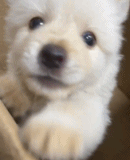 真的存在话痨狗狗gif搞笑图片