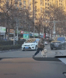 被这只拉布拉多笑死gif搞笑图片