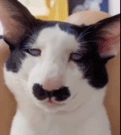 一只猫特勒gif搞笑图片