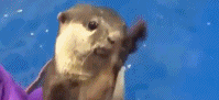 求摸头的水獭gif搞笑图片