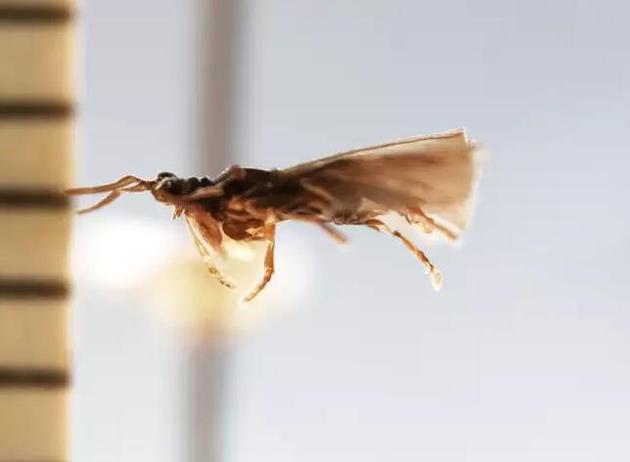 雌性捻翅虫会寄生在其他昆虫,比如蜜蜂或胡蜂身上,用突出的腹部末端