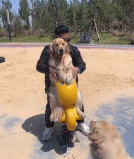 这就是人仰狗翻吧gif搞笑图片