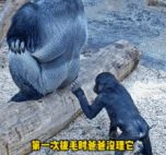 小猩猩手欠一直拔爸爸的毛-搞笑gif动态图片-izike