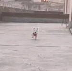 有灵魂的小耳朵gif搞笑图片