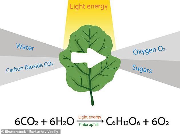 人工光合作用 二氧化碳与水合成液体燃料丙烷 化学反应 叶绿素 光合作用 新浪科技 新浪网 人工光合作用 二氧化碳与水合成液体燃料丙烷 化学反应 叶绿素 光合作用 新浪科技 新浪网