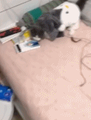 穿上了衣服就不会动弹了-搞笑gif动态图片-izike