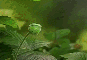 草莓的生长加速视频-搞笑gif动态图片-izike