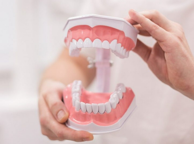 为什么人类的牙齿有着不同的大小和形状？
