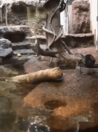 自学功夫-搞笑gif动态图片 - izike-izike