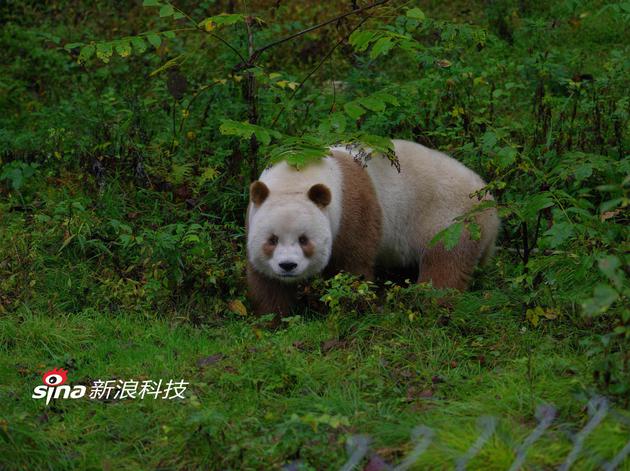 图片由本文作者雍严格提供