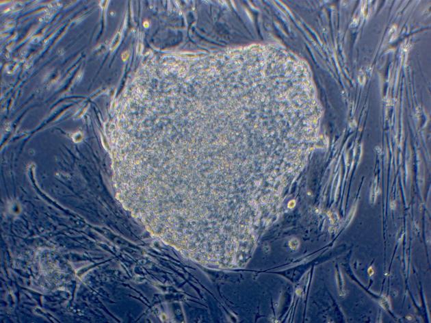 一些诱导性多功能干细胞已经被培育成了配子前体细胞。但下一步还要困难得多。