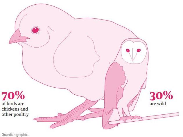只占地球总生物量0.01%的人类消灭了83%的哺乳动物 人类养殖的家禽生物量占地球所有鸟类生物量的70%,野生鸟类只占30%