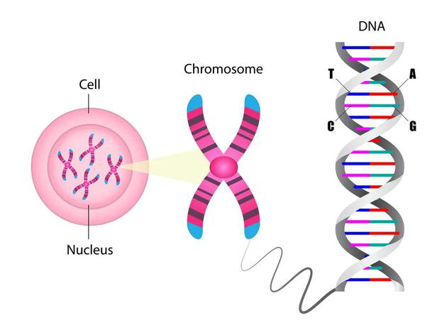 染色体由DNA链盘绕而成。