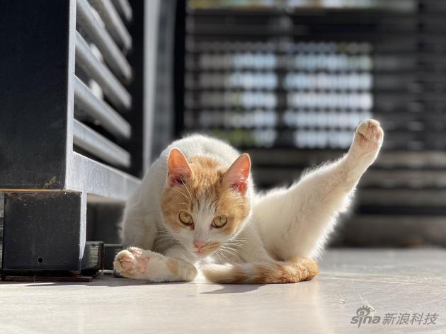 6. 巳 (9am - 11am) 人像模式