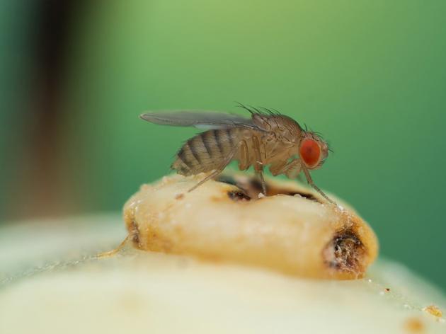 一种学名为Drosophila sechellia的果蝇只以有毒的诺丽果柑（Morinda citrifolia）为食，是什么让这个物种如此挑食？