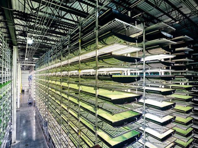 AeroFarms