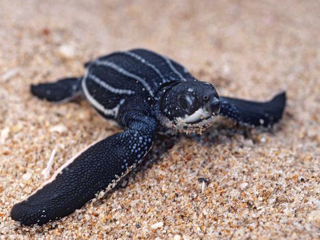 一只刚孵化出来的棱皮龟正努力爬向大海，这是世界上体型最大的海龟物种，如今已濒临灭绝