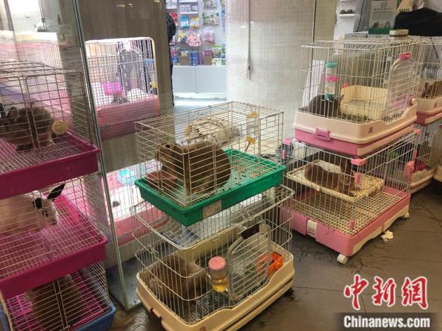 北京市一家宠物兔寄养店。