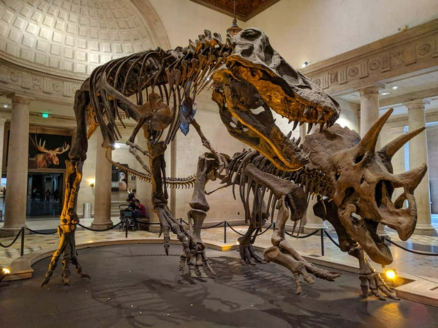 所有的鸟都是恐龙，但不是所有的恐龙都是鸟。在洛杉矶自然历史博物馆，暴龙和三角龙的骨架被放在一起展示
