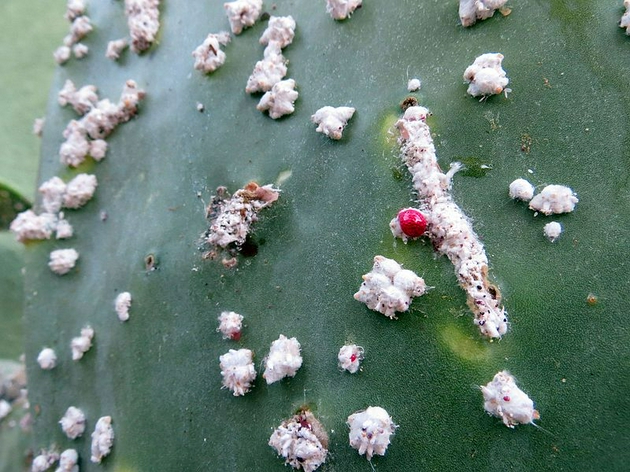 以仙人掌为食的胭脂虫。