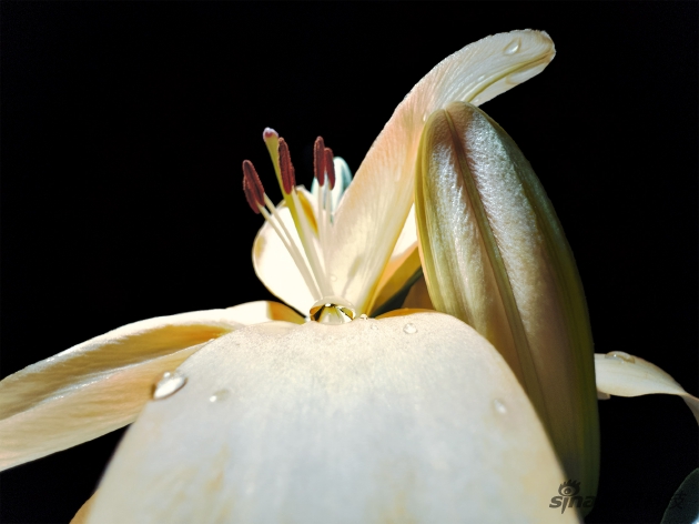 《A Drop of Freedom》(百合),由 Daniel Olah 拍摄