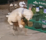 这玩意真上头gif搞笑图片