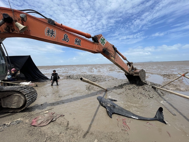 2021年7月6日上午，浙江台州海域12只鲸豚搁浅，数头鲸豚因为搁浅时间较久，已失去生命体征。图/IC photo